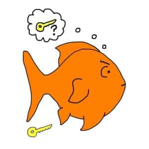 Goldfish memory