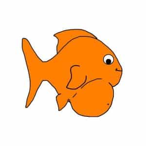 How Can You Tell If A Goldfish Is Pregnant