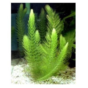 Hornwort live aquarium plant