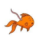 Goldfish worms and parasites