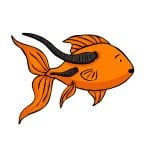 Leeches on a goldfish