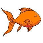 goldfish and costia