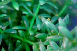 Goldfish eggs stuck to a leaf. Goldfish eggs are sticky and usually attach to surfaces.