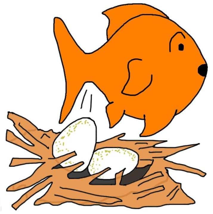 Do Goldfish Lay Eggs The Goldfish Tank