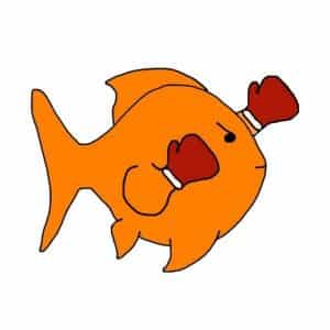 Do goldfish fight each other?