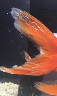 Goldfish with fin rot
