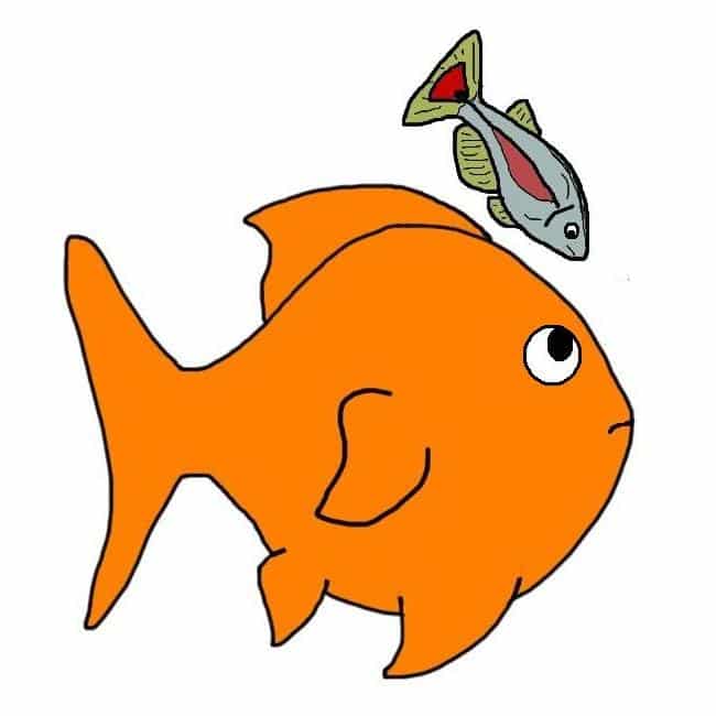 Fish Compatible With Goldfish Chart