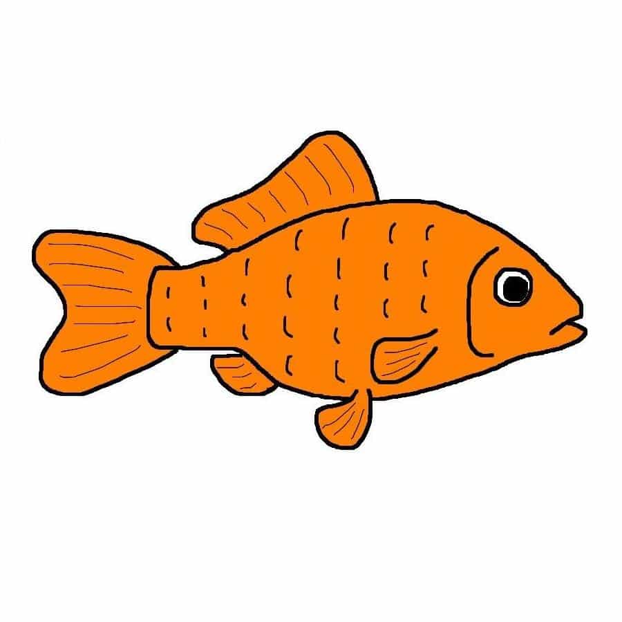 Common goldfish cartoon