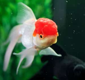 Red and white Oranda Goldfish swimming in a fish tank