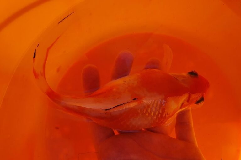 Dropsy in goldfish What to do if your goldfish looks fat