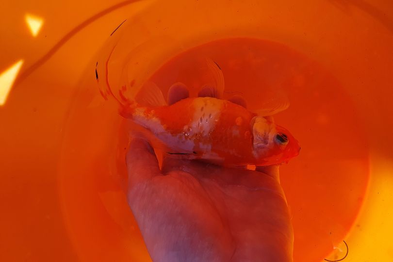 Dropsy: Does your goldfish look swollen? – The Goldfish Tank