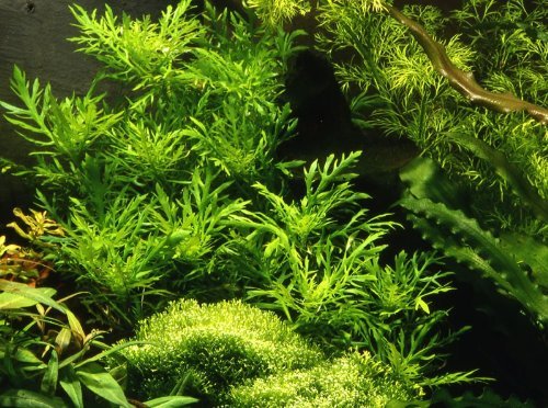 Water Wisteria plants in an aquarium