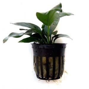 Anubias barteri - goldfish tank plant