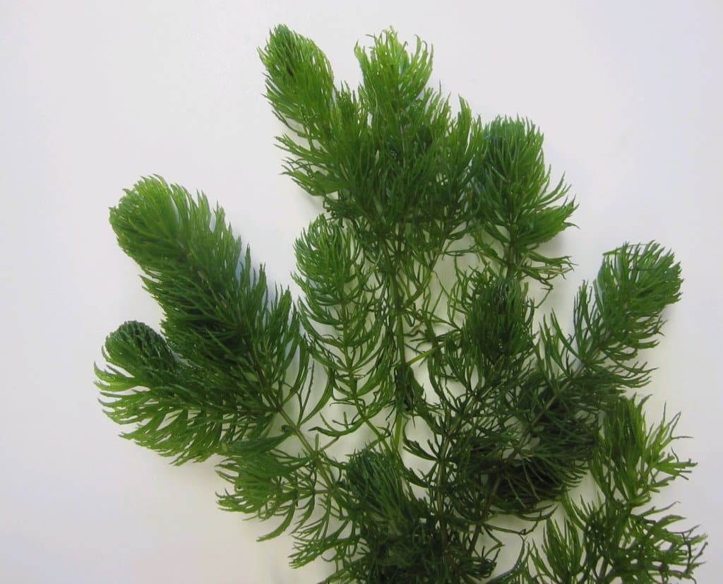 Bushy hornwort