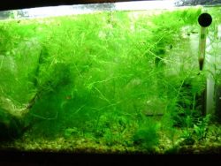 Hornwort in light