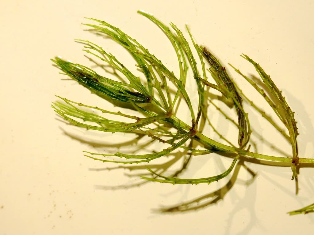 Whorles of hornwort