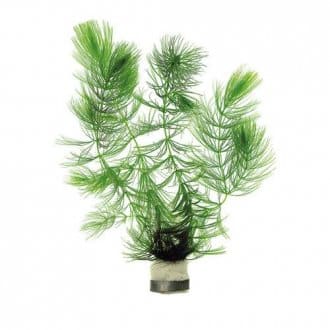 Hornwort with weight