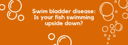 Swim Bladder Disease: Is your fish swimming upside down?