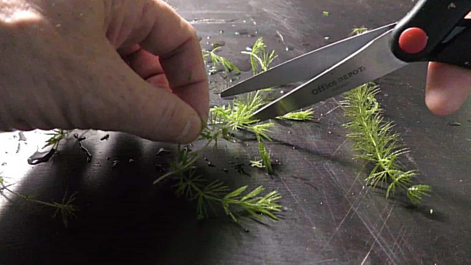 Hornwort The Ultimate Guide to Keeping Hornwort in your Aquarium
