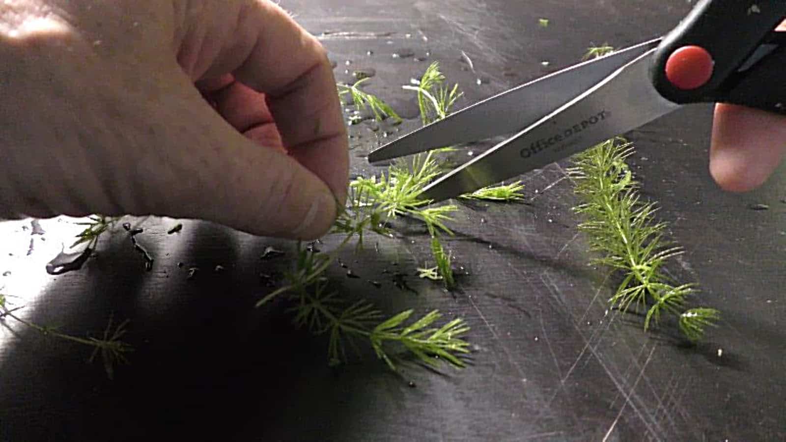 Cutting hornwort