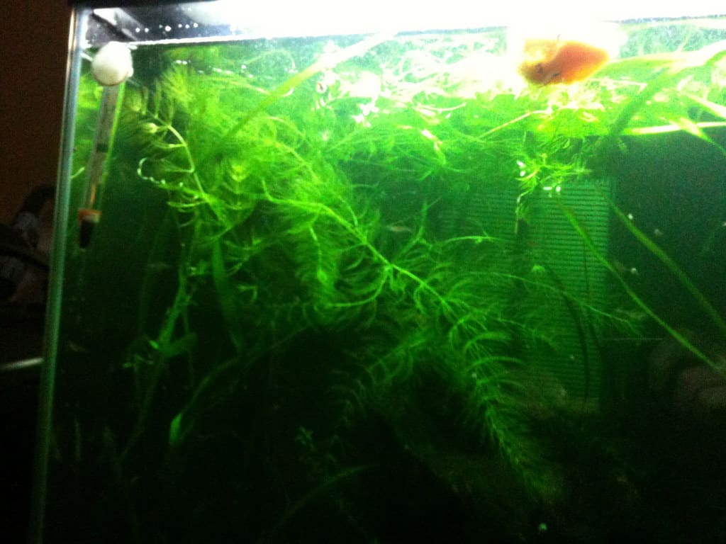 Floating hornwort