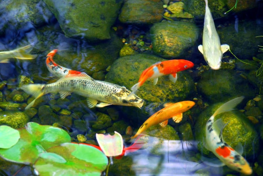 Koi fish swimming in pond surronded by rocks and leaf's