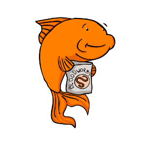 What do goldfish eat? 6 things to feed your goldfish