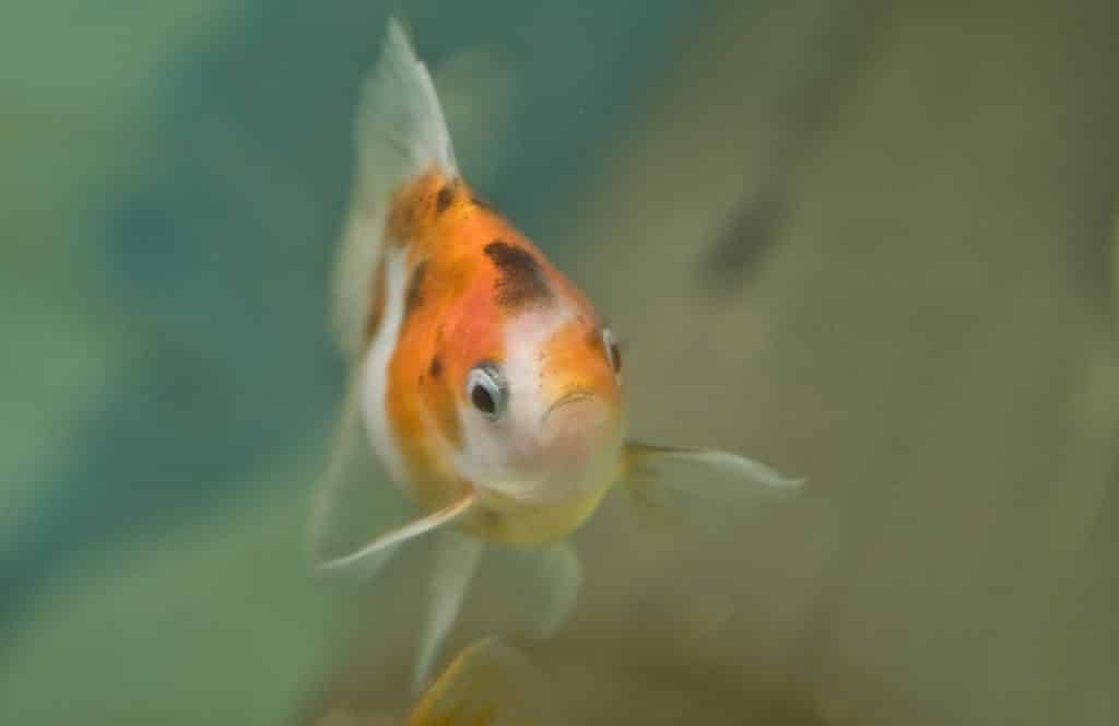 How to train your goldfish Teach fish to eat from your hand and do tricks