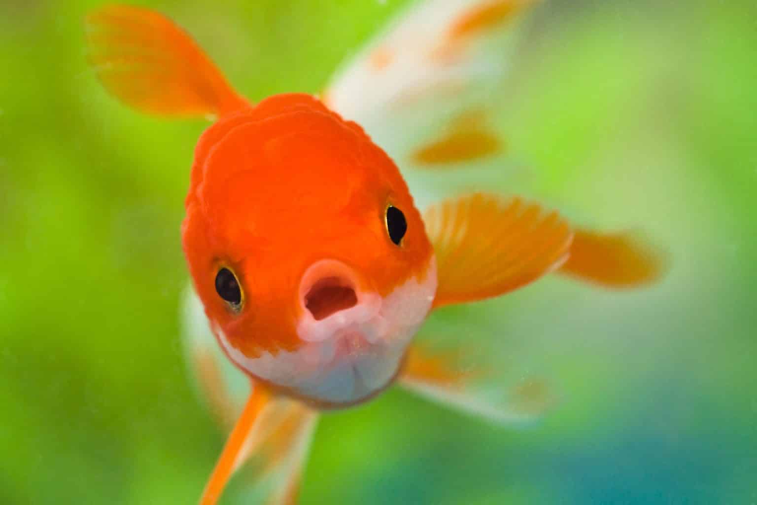 Goldfish Tank Decor With A Tropical Print Theme photo