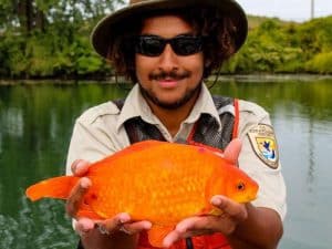 14 inch long wild goldfish