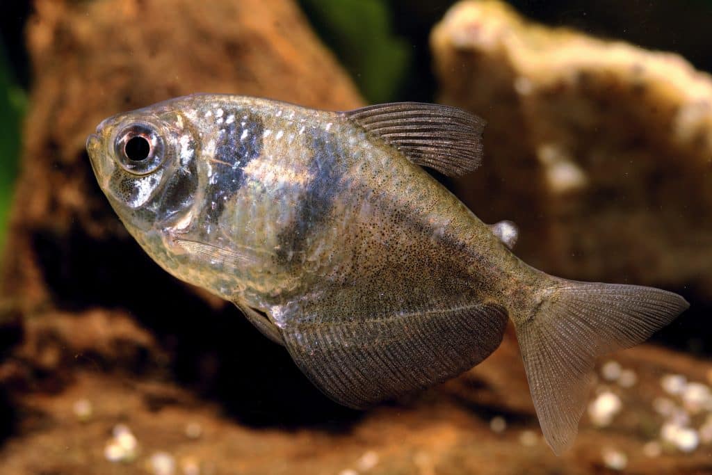 Photo of Black Skirt Tetra