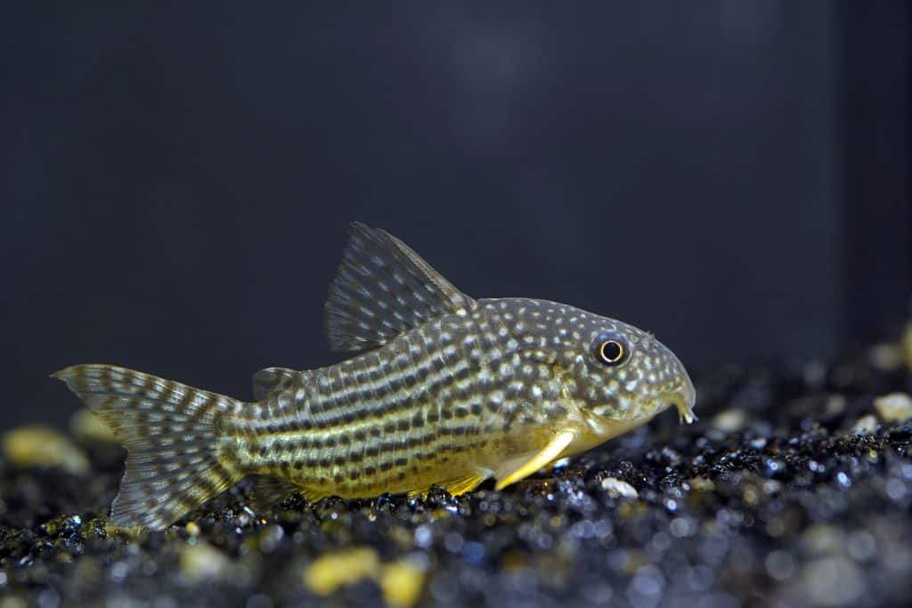 Photo of Corydoras Catfish