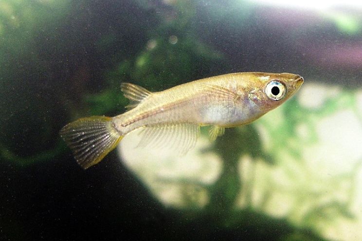 Photo of Japanese Rice Fish