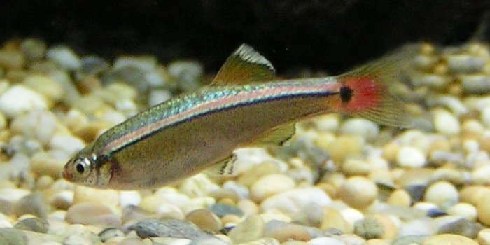 A single White Cloud Mountain Minnow exploring some gravel