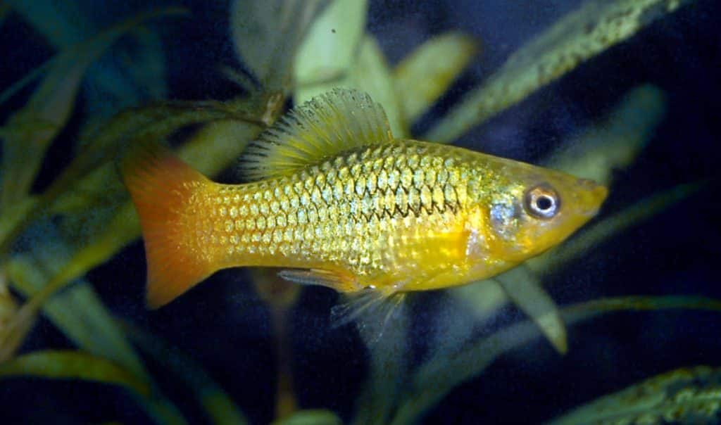 Photo of Platy 