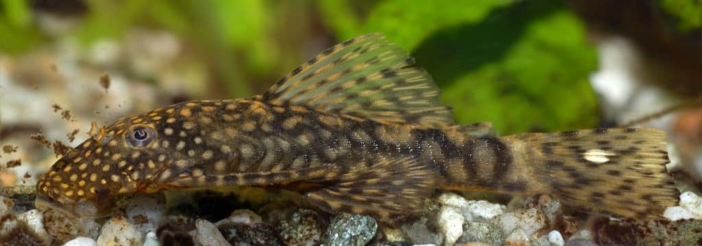 A Bristlenose Place