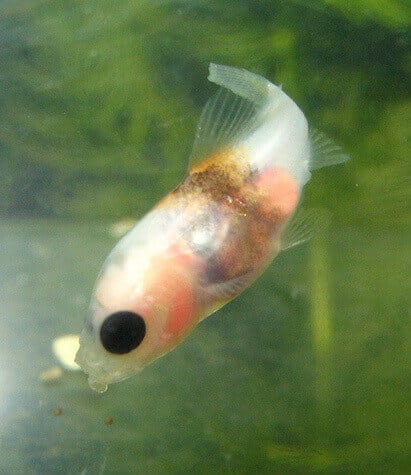 Baby goldfish in pond are sale born black