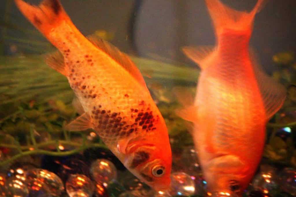 An orange goldfish with black ammonia burn patches. Is Your Goldfish Turning Black? 4 Reasons Why & What You Should Do