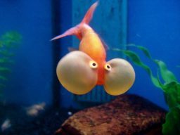 A bubble eye goldfish with very large eyes, swimming in front of a blue background