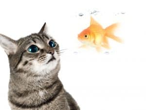 A cat looking at a goldfish