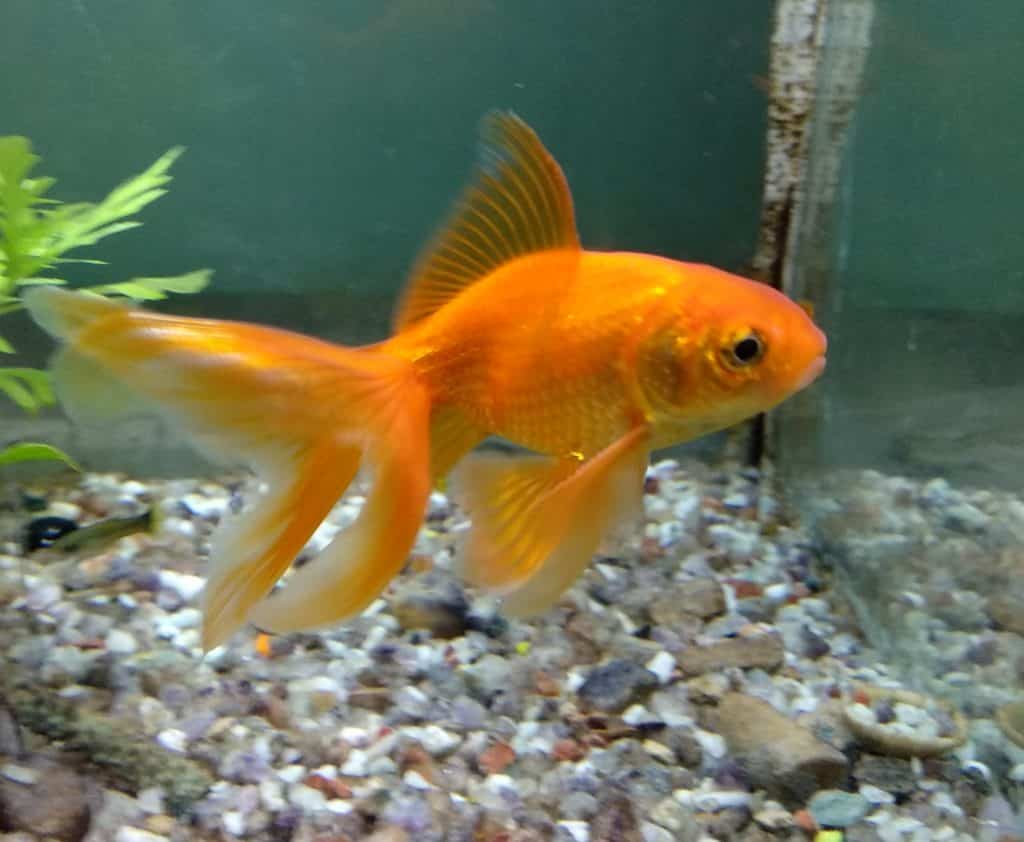 black moor goldfish in tank