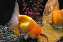 lionhead goldfish