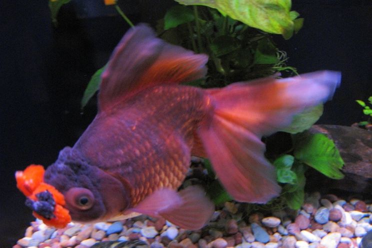 Pom Pom Goldfish