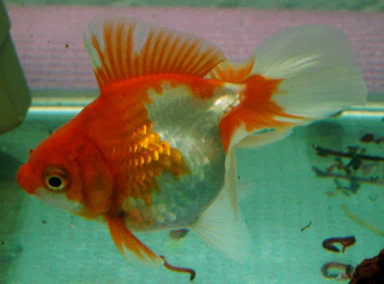 Beautiful view of Bi-Colored Goldfish Tank Recommendations
