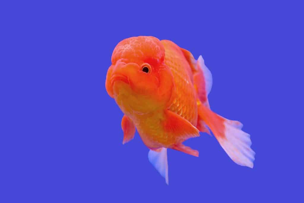 An orange Ranchu Goldfish on a solid blue background