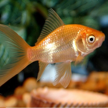 comet goldfish tank size