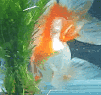 male vs female goldfish