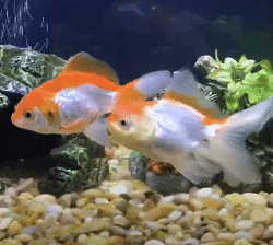 Orange and white male and female goldfish swimming together