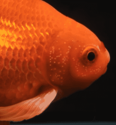 A goldfish with breeding spots on its gills