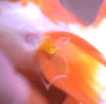 A male goldfish releasing milt